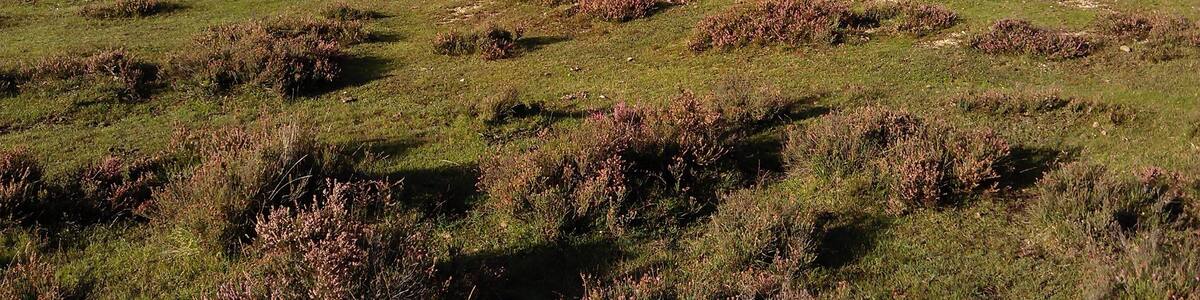 Ein Feuchtgebiet mit grasenden Pferden, einem kleinen Teich und spärlicher Vegetation.