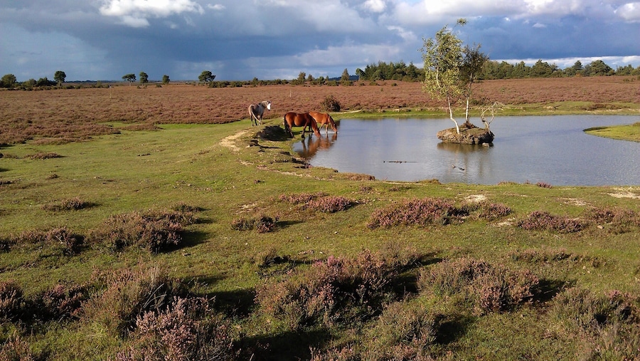 Humedal con caballos pastando, un pequeño estanque y vegetación escasa.
