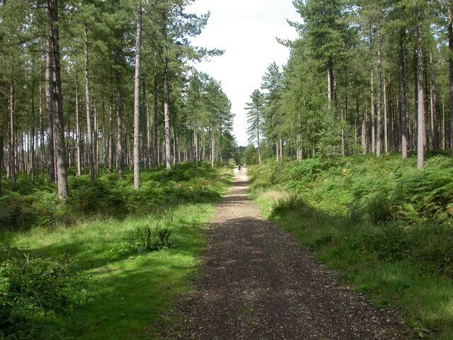 St. Ives, forest track North to South track in Ringwood Forest.