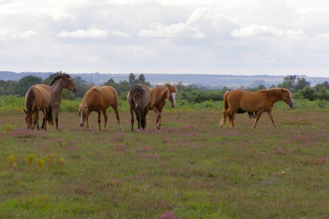 A group of horses grazing in a grassy field with a distant view of hills and trees.