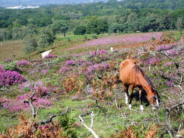New Forest pony Grazing on Smugglers Way, Vales Moor In the distance you can see Ringwood.