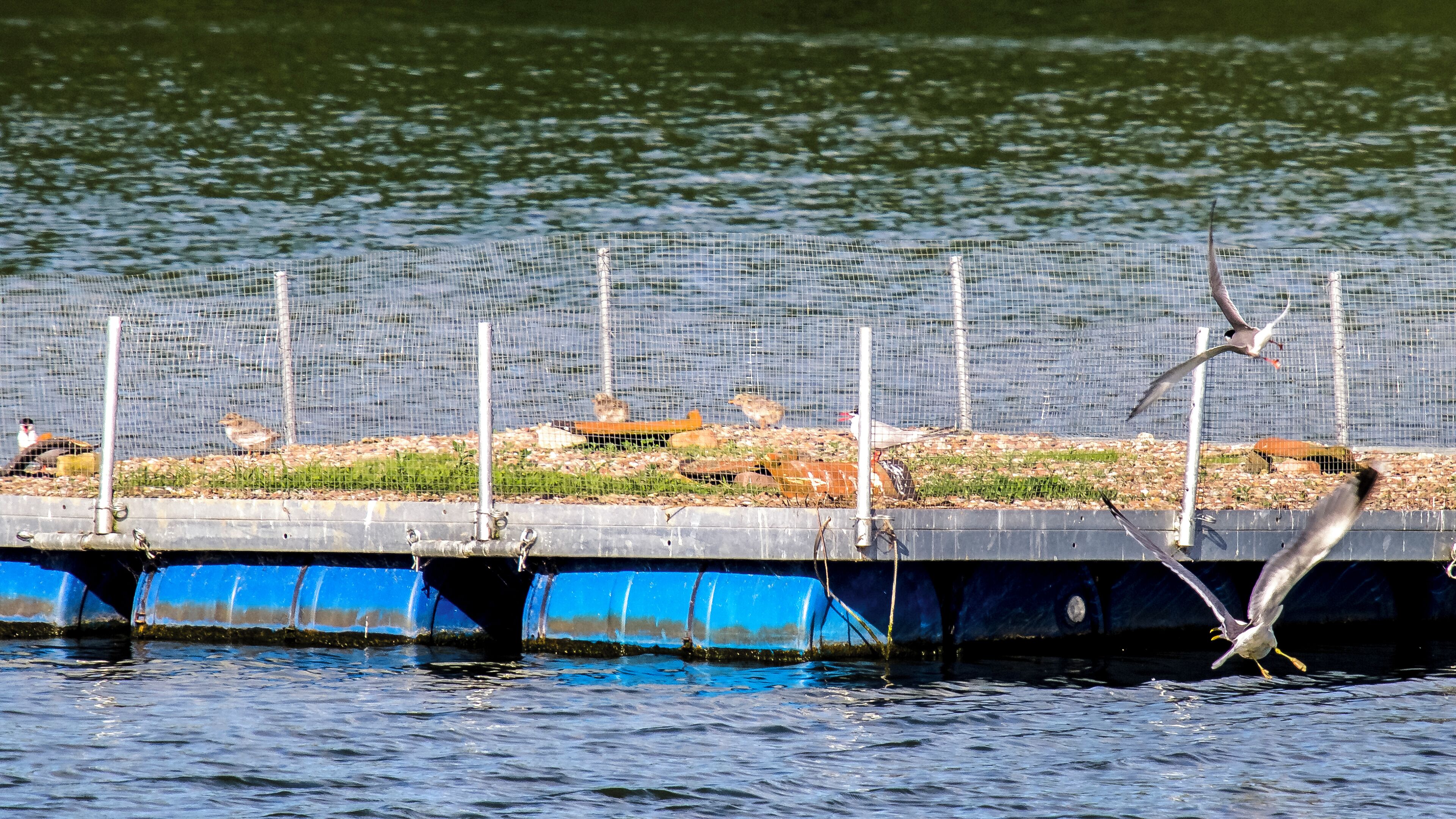 Nestfloß mit Flussseeschwalben (Sterna hirundo) im Naturschutzgebiet „Auenlandschaft Hohenrode“ (NSG HA 222) in Rinteln, Landkreis Schaumburg