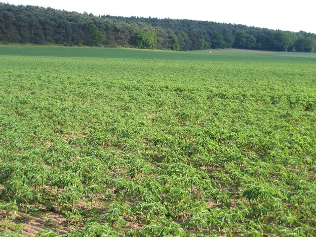 Lupin crop, Sutton, Beds. on sandy soils (Frilford series  argillic brown sands); view from Carthgena Road towards the wooded Greensand ridge.