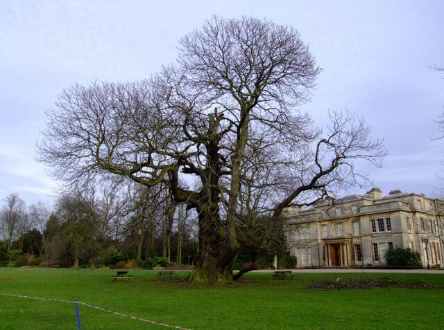Chestnut tree at Normanby Hall Aged chestnut tree at Normanby Hall. One of the branches has dipped to the ground and rooted itself, forming a new tree. The older sections of the tree are slowly falling apart.