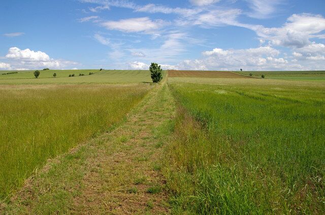 The West Halton Footpath Barley on the right Wheat on the left.