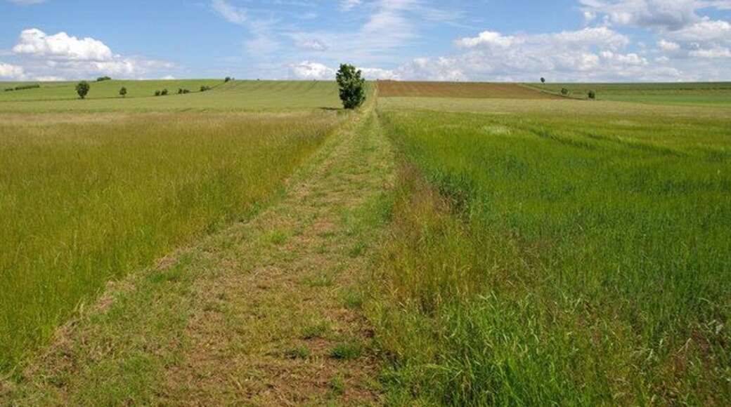 The West Halton Footpath Barley on the right Wheat on the left.