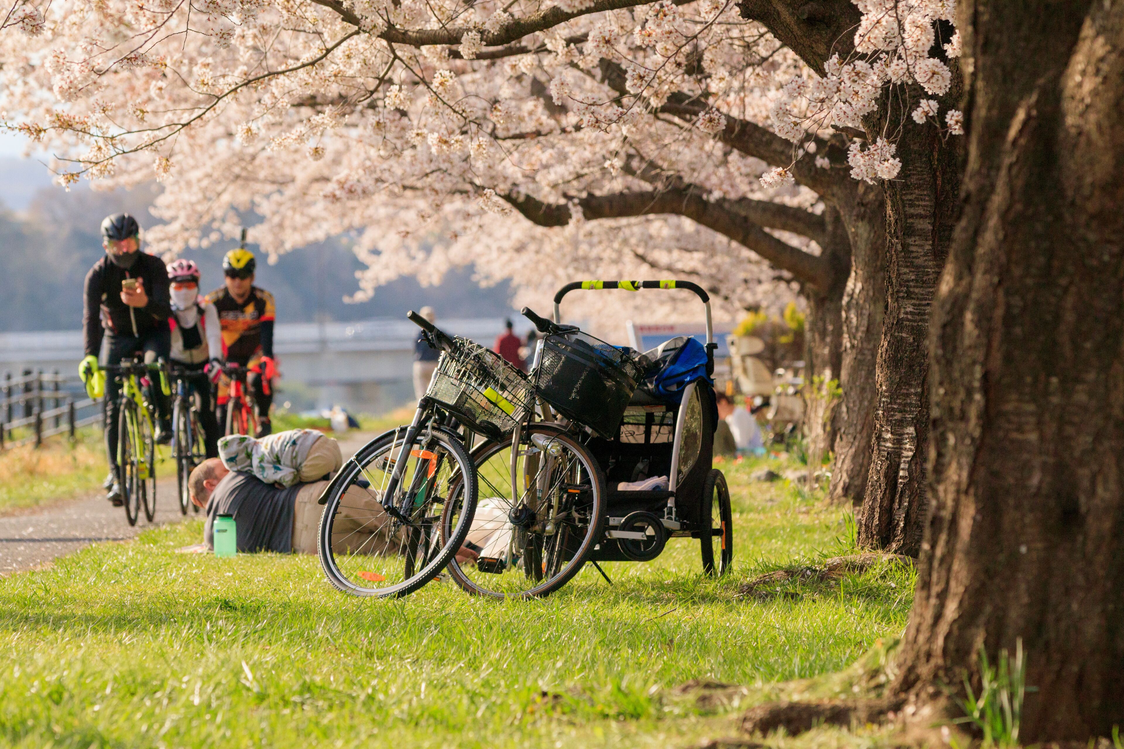 多摩川堤防でのふっさ福生桜まつり