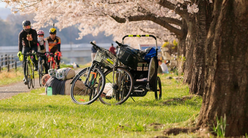 多摩川堤防でのふっさ福生桜まつり