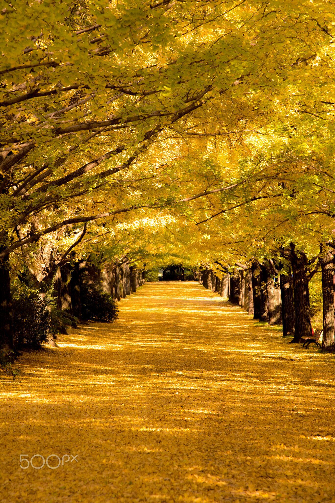 A tree-lined pathway with golden foliage.