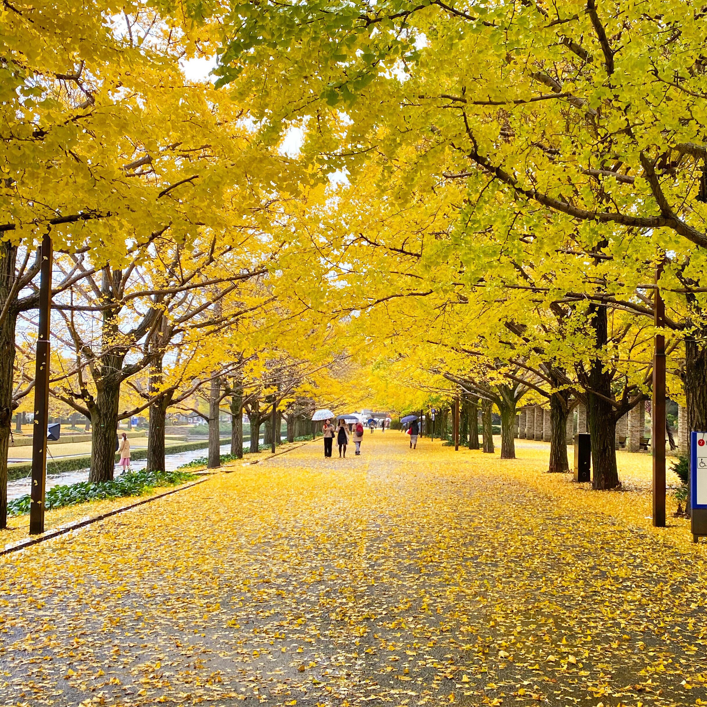 You can enjoy the beautiful arch gingko trees at Showa Kinen Park in Tokyo #lifeatexpediagroup