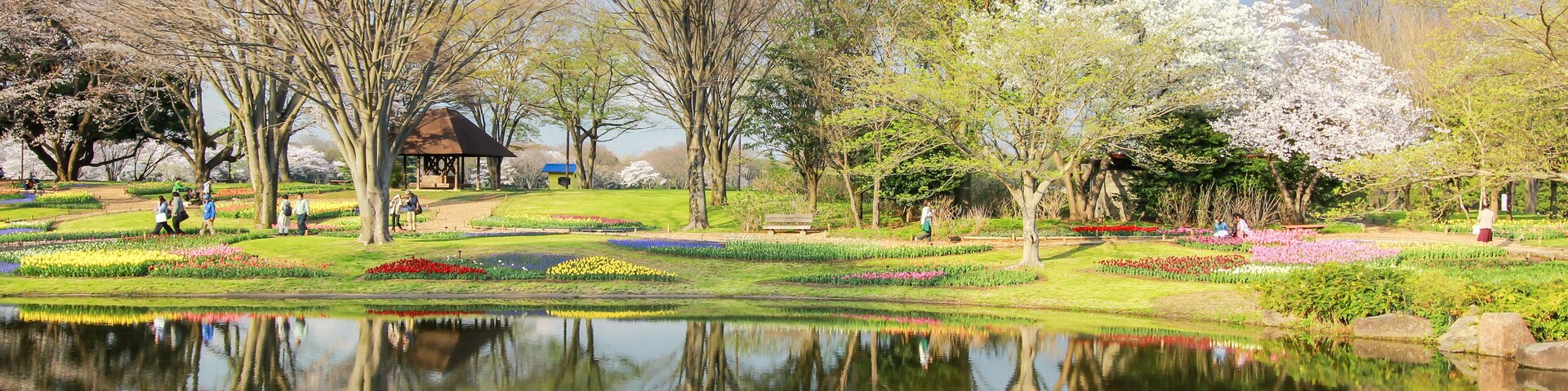 Tulip garden at Showa Kinen Koen(Showa Memorial Park),Tachikawa,Tokyo,Japan in spring.