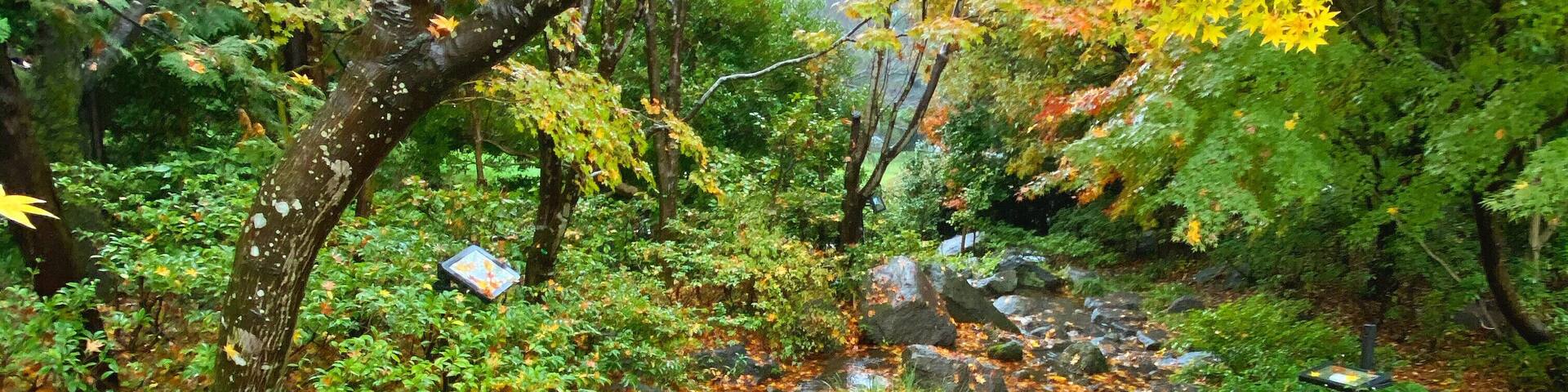 Traveling in Japan at the end of autumn gives you opportunities to see beautiful carpets of colorful leaves, even under the water #lifeatexpediagroup