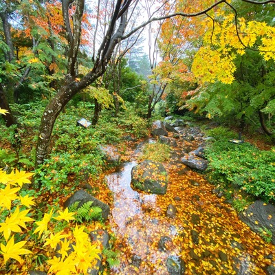 Traveling in Japan at the end of autumn gives you opportunities to see beautiful carpets of colorful leaves, even under the water #lifeatexpediagroup