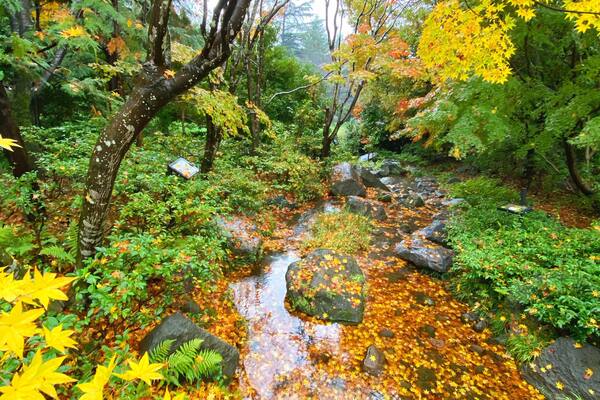 Traveling in Japan at the end of autumn gives you opportunities to see beautiful carpets of colorful leaves, even under the water #lifeatexpediagroup