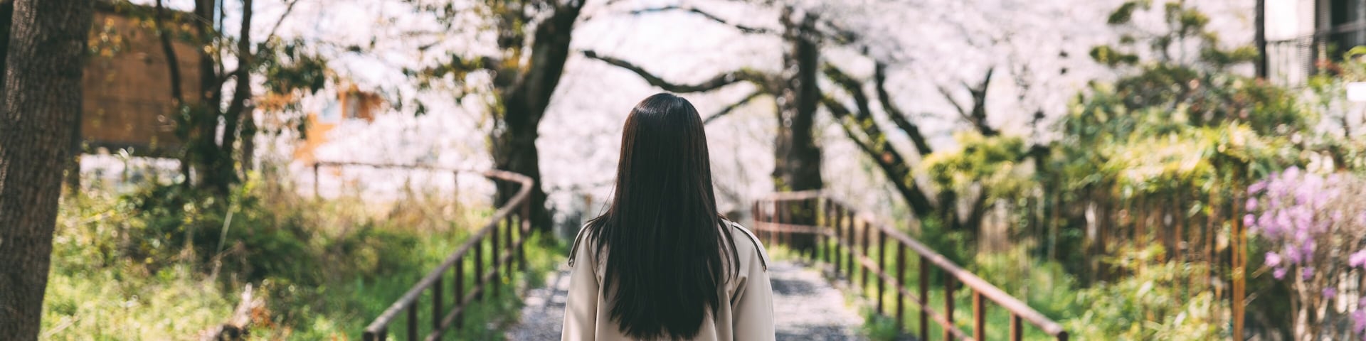Una mujer caminando por un sendero bordeado de cerezos en flor.