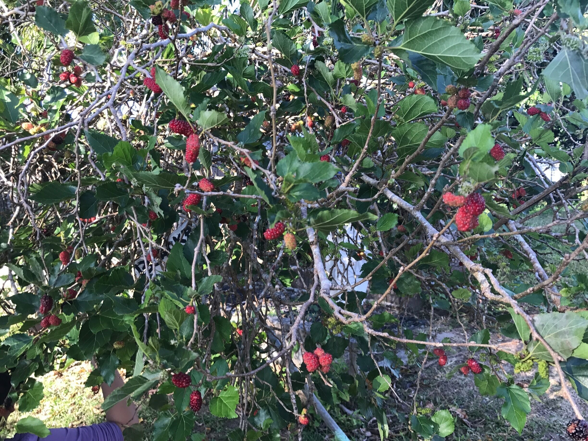 Fresh berries for picking!!.🍓🍓🖤🖤🖤
