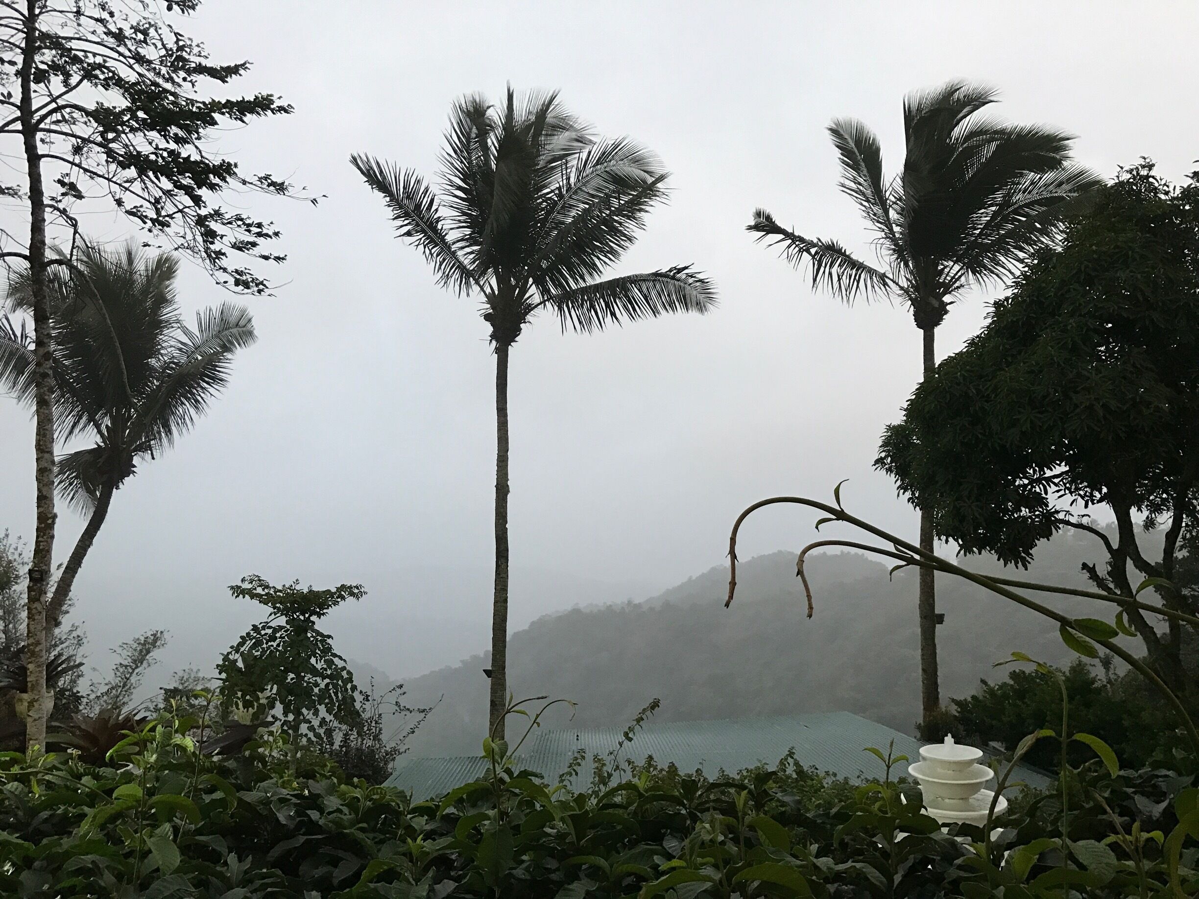 Having coffee with this lovely view..🌴🌴🌴🌲🌲🌲🌲