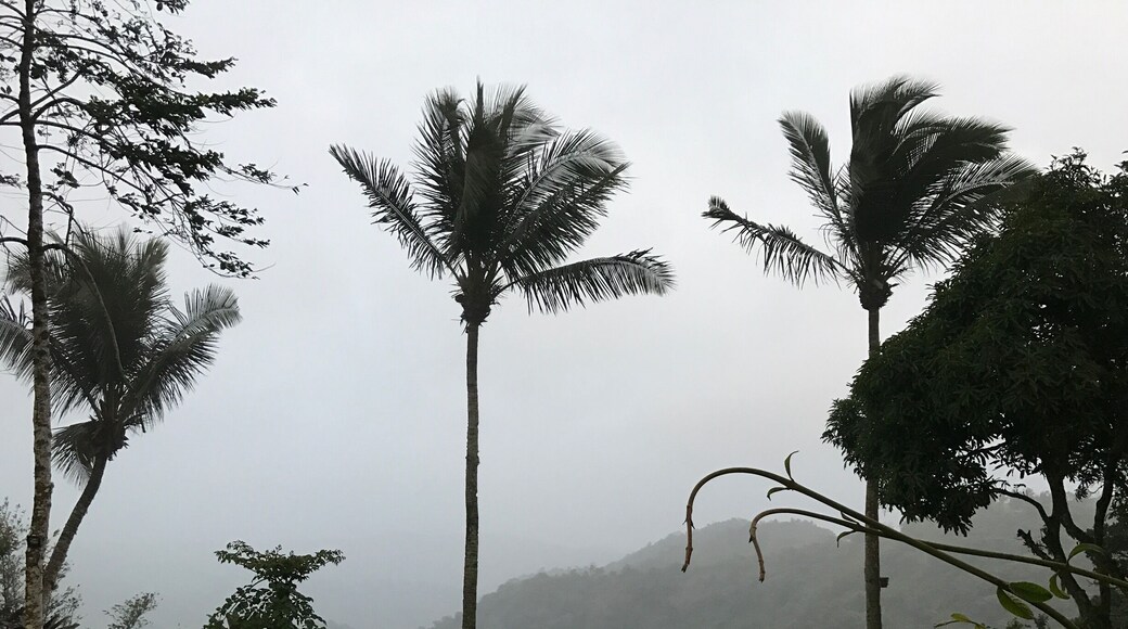 Having coffee with this lovely view..🌴🌴🌴🌲🌲🌲🌲
