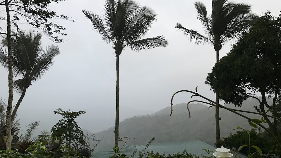 Having coffee with this lovely view..🌴🌴🌴🌲🌲🌲🌲