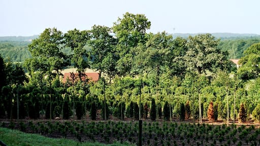 Tecklenburg, at the Hagelstraße