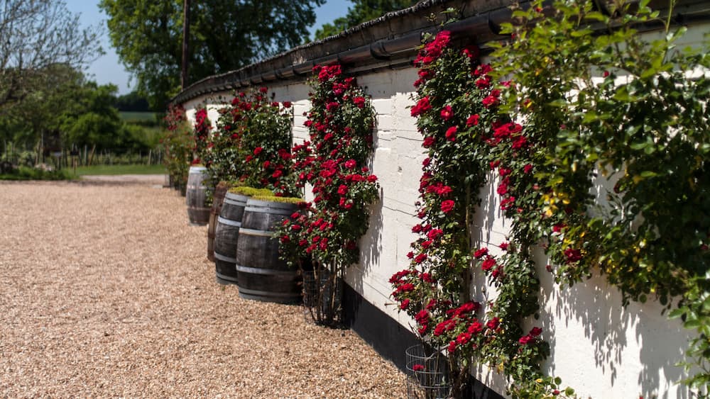 Eine Mauer mit rot blühenden Rosen, Fässern und Kiesboden.