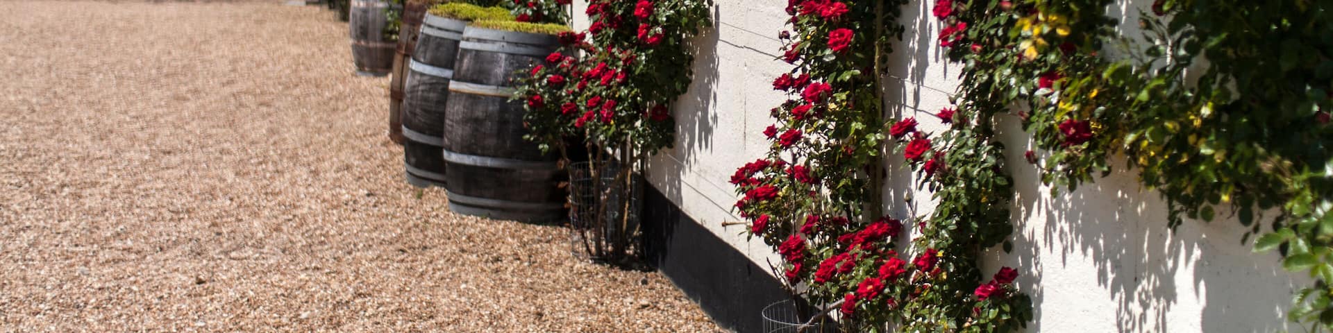 A wall with red roses climbing up, barrels, and gravel ground.