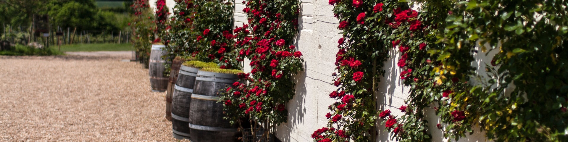 Pared con rosales rojos trepando, barriles y suelo de grava.