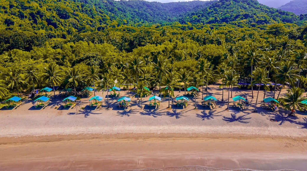 A beach with rows of palm trees and blue umbrellas.