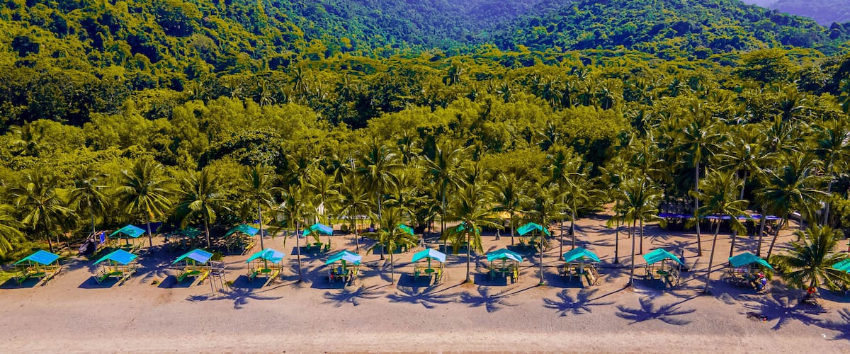 Una playa con filas de palmeras y sombrillas azules.