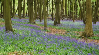The bluebells with beech trees at Ashridge Estate.