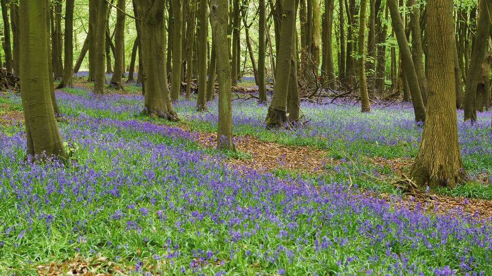 A forest with trees and a carpet of blue flowers.