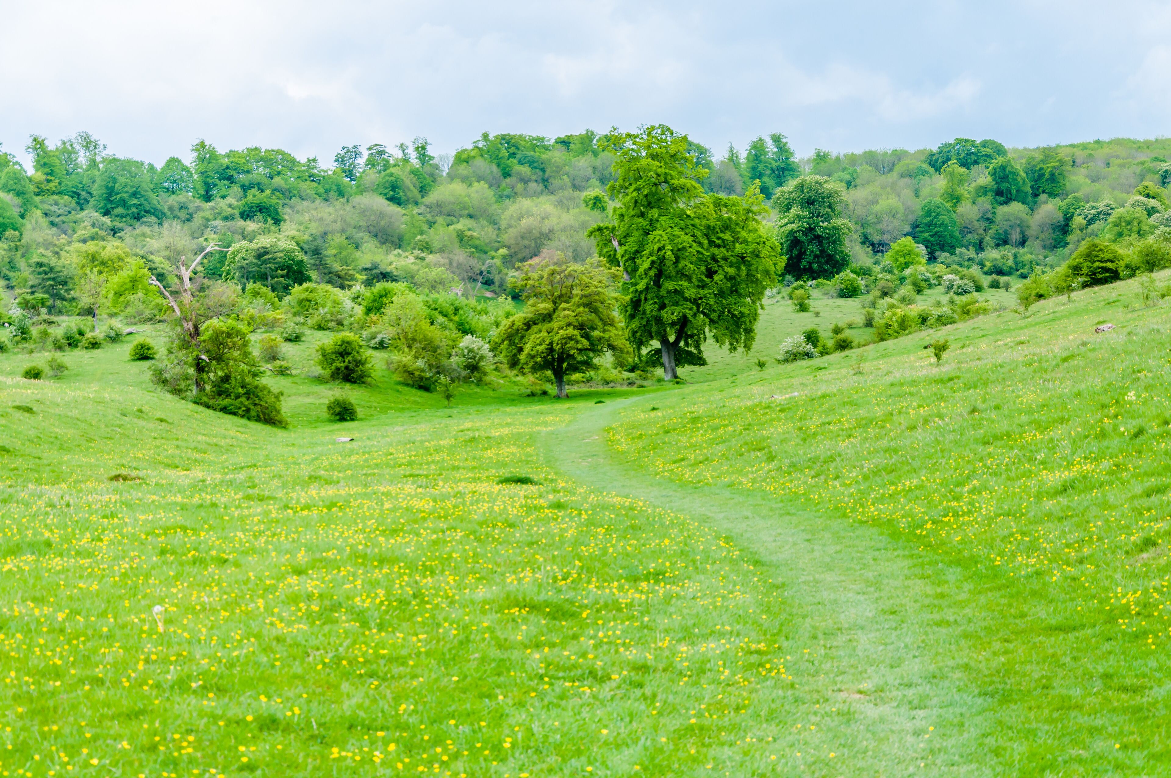Hertfordshire, UK, May 18, 2019.  Tring Park - Hertfordshire.   Tring Park is an import wildlife. Then rare chalk grassland is designated as a site os special scientific interest.