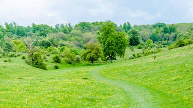 Hertfordshire, UK, May 18, 2019. Tring Park - Hertfordshire. Tring Park is an import wildlife. Then rare chalk grassland is designated as a site os special scientific interest.