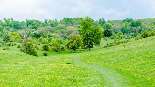 Hertfordshire, UK, May 18, 2019. Tring Park - Hertfordshire. Tring Park is an import wildlife. Then rare chalk grassland is designated as a site os special scientific interest.