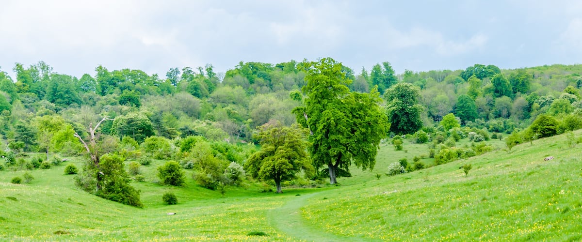 A lush green field with a winding path, surrounded by trees and hills.