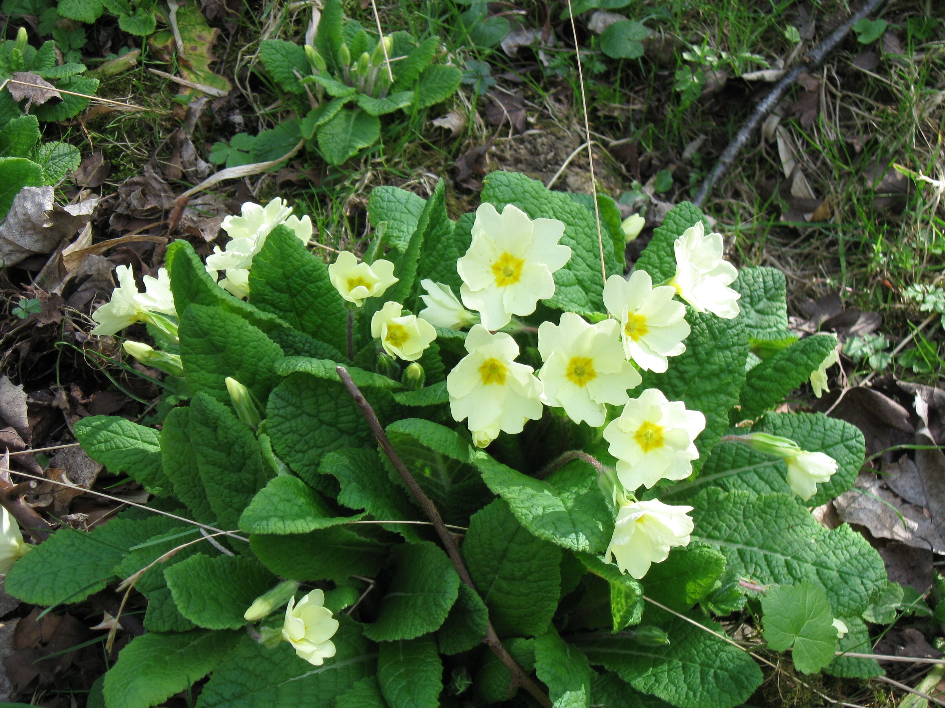 Primroses beside the track, College Lake As you walk round the lake you have to keep your eyes open all the time, as the reserve is being developed http://www.bbowt.org.uk/content.asp?did=23523 to support a wide variety of habitats.