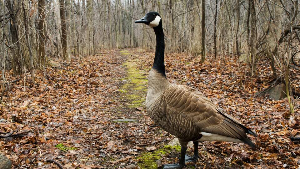 A goose standing on a leaf-covered path in a forest.
