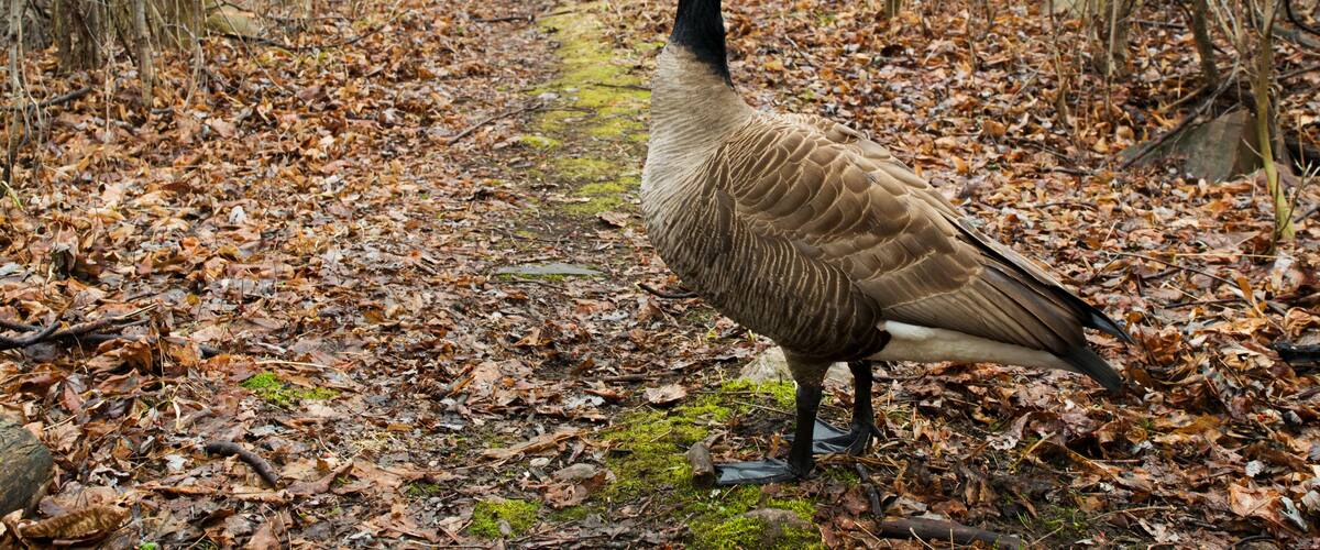 A goose standing on a leaf-covered path in a forest.