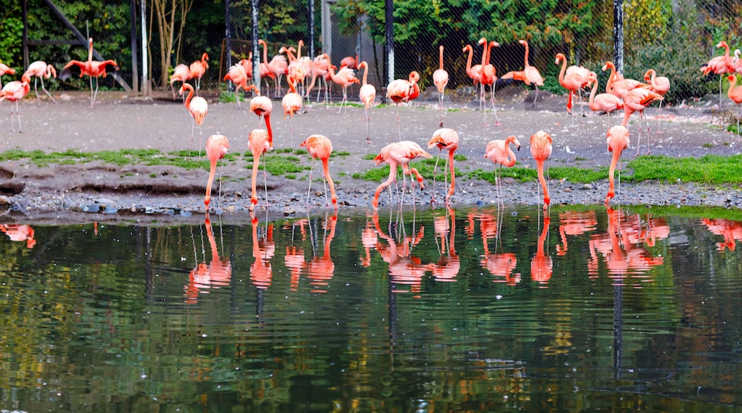 Beautiful pink flamingos in bird zoo park in Walsrode, Germany. Interesting park for families, children and school excursion trips.
