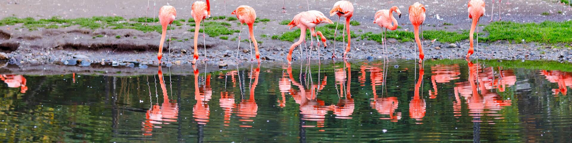 A group of flamingos standing in a pond with reflections in the water, surrounded by a fence and greenery.
