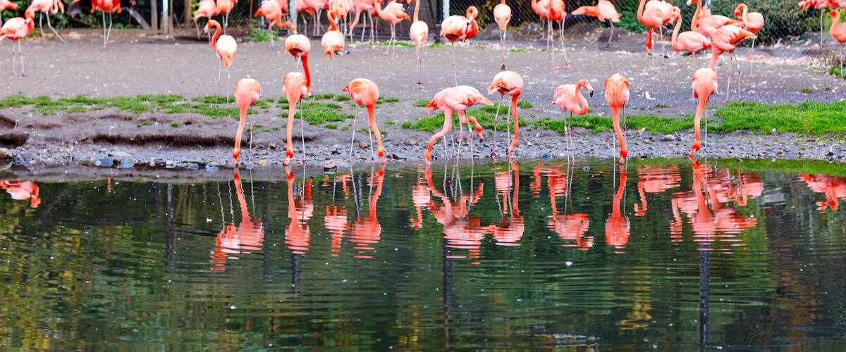 A group of flamingos standing in a pond with reflections in the water, surrounded by a fence and greenery.