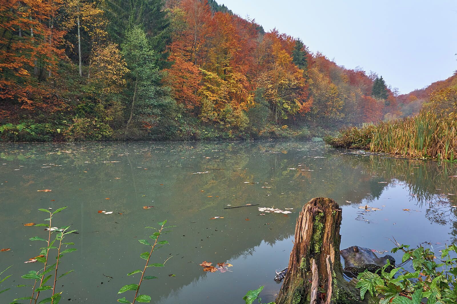 500px provided description: Helletal Winterberg [#forest ,#woods ,#stream ,#creek ,#Autumn ,#Herbst ,#T?mpel]