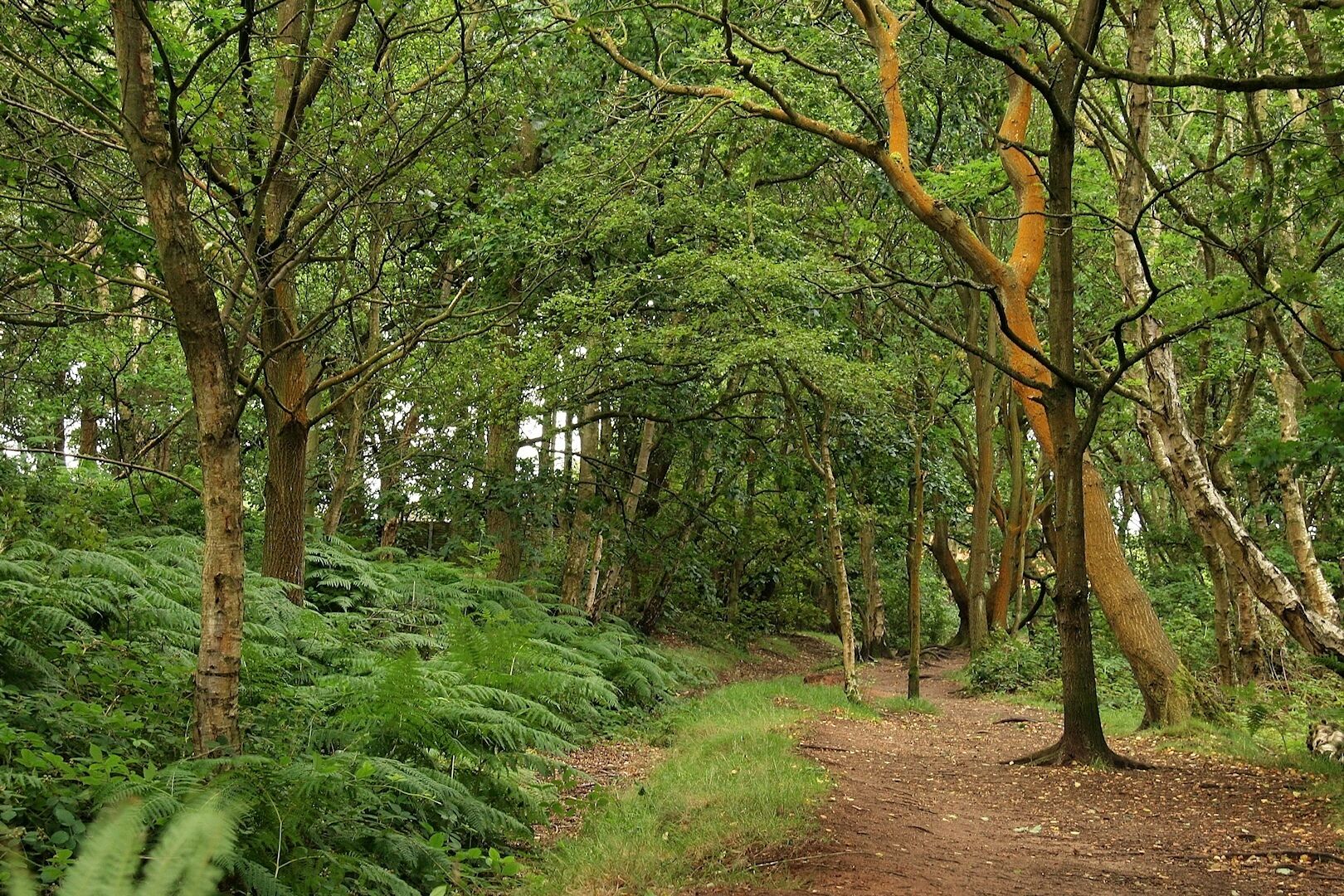 A forest path surrounded by dense green foliage and trees.