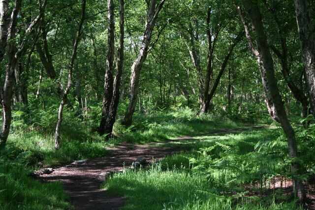 A forested area with a narrow dirt path.