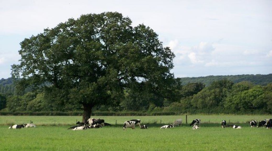 Friesian Dairy Cows, Thornton Manor