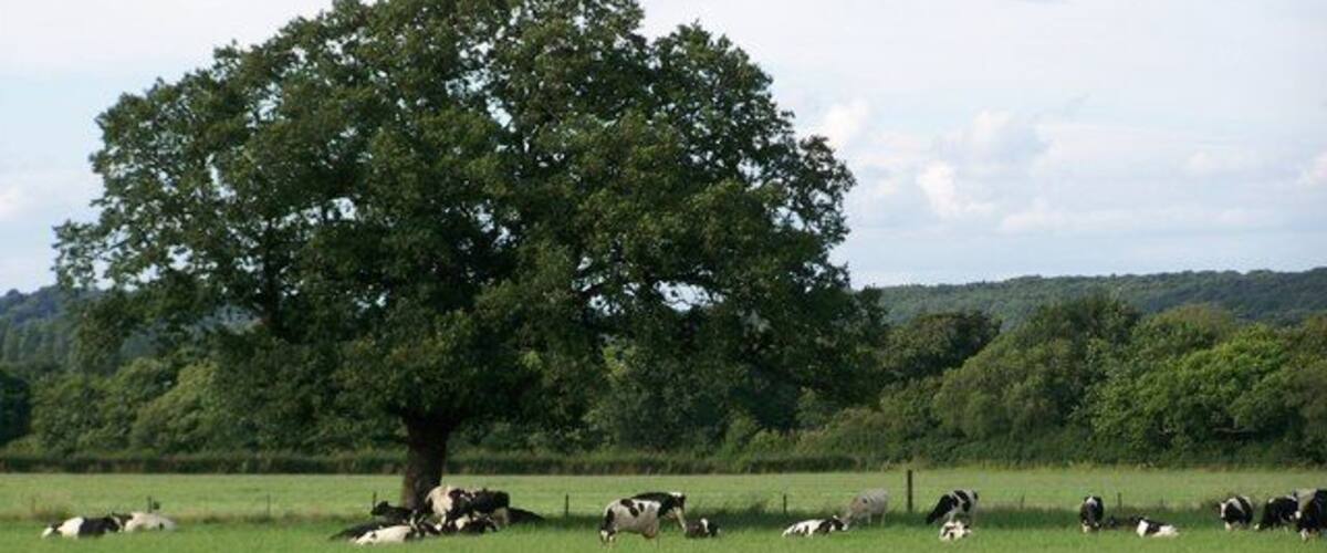 Friesian Dairy Cows, Thornton Manor