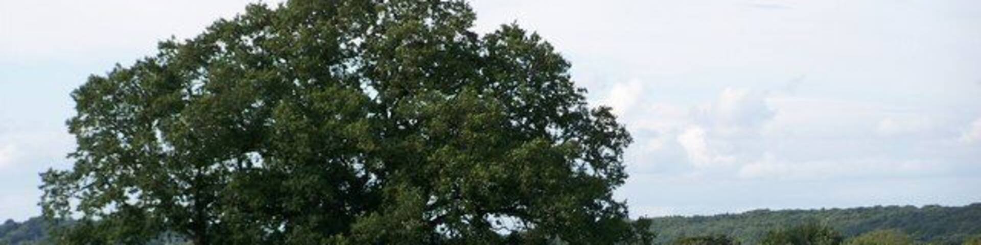 Friesian Dairy Cows, Thornton Manor