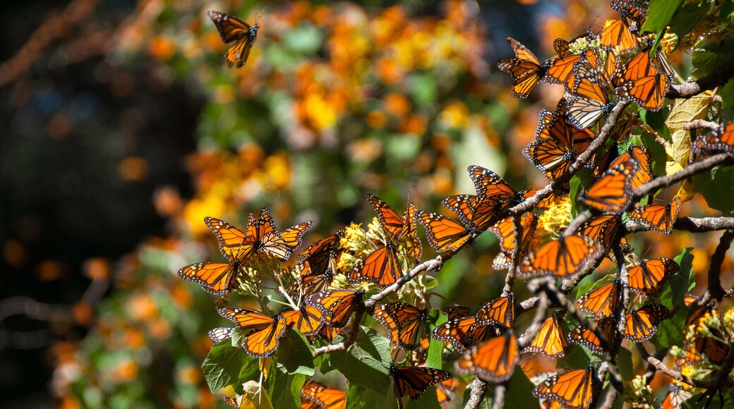 Monarch Butterfly Biosphere Reserve, Michoacan (Mexico)