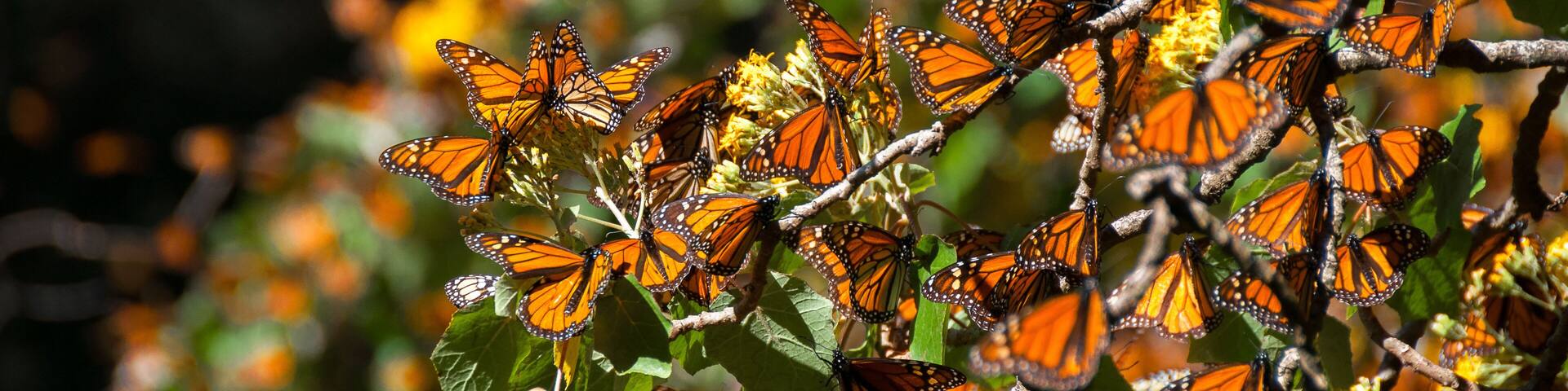 Monarch Butterfly Biosphere Reserve, Michoacan (Mexico)