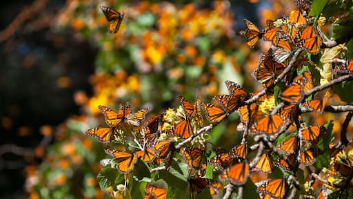 Monarch Butterfly Biosphere Reserve, Michoacan (Mexico)